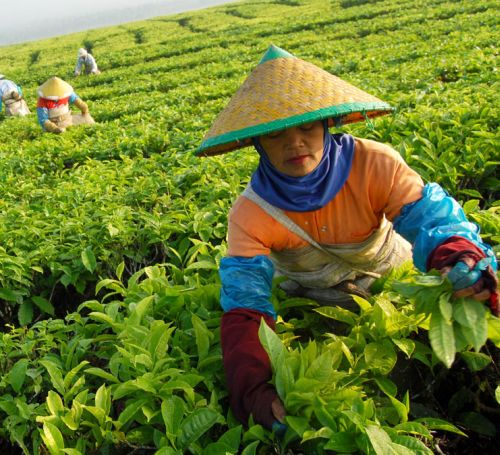 Rescue of the People’s Tea Plantations Must Begin